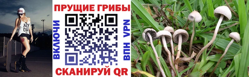 Галлюциногенные грибы Psilocybe  Зубцов 